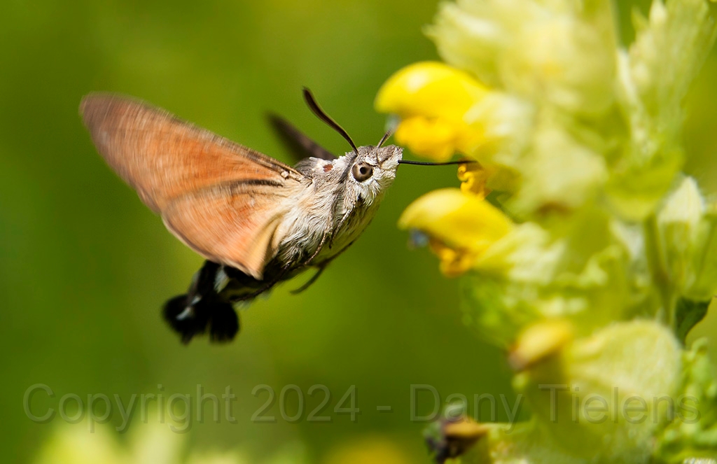 Kolibrievlinder 05.jpg